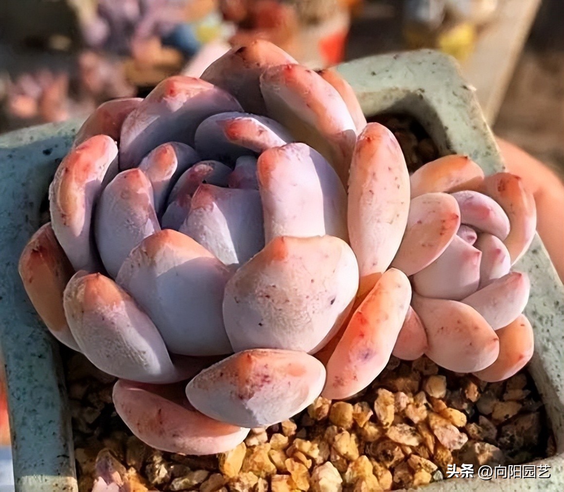 多肉质量有区别，能买北方的，不买南方的，养过就知道了