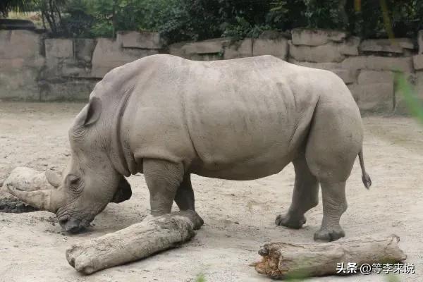 成都动物园里有啥,深圳野生动物园值得去吗