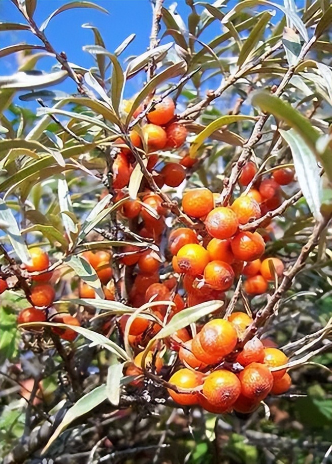 植物识别小口诀，总结的太全了！