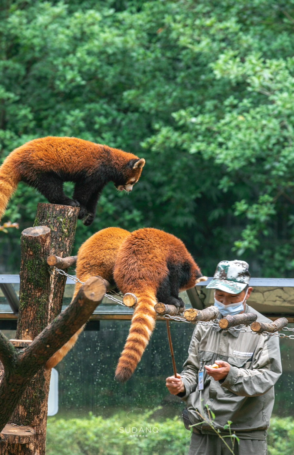 武汉哪个动物园比较适合小朋友玩,武汉值得带孩子去的动物园