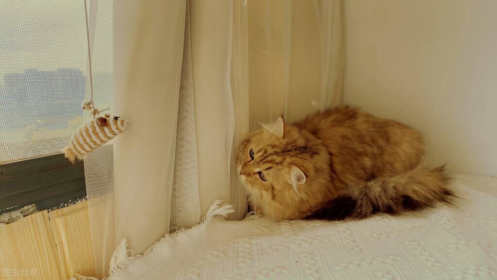 刚养猫的铲屎官有点怕猫怎样克服,猫咪铲屎官的居家养猫和防护心得