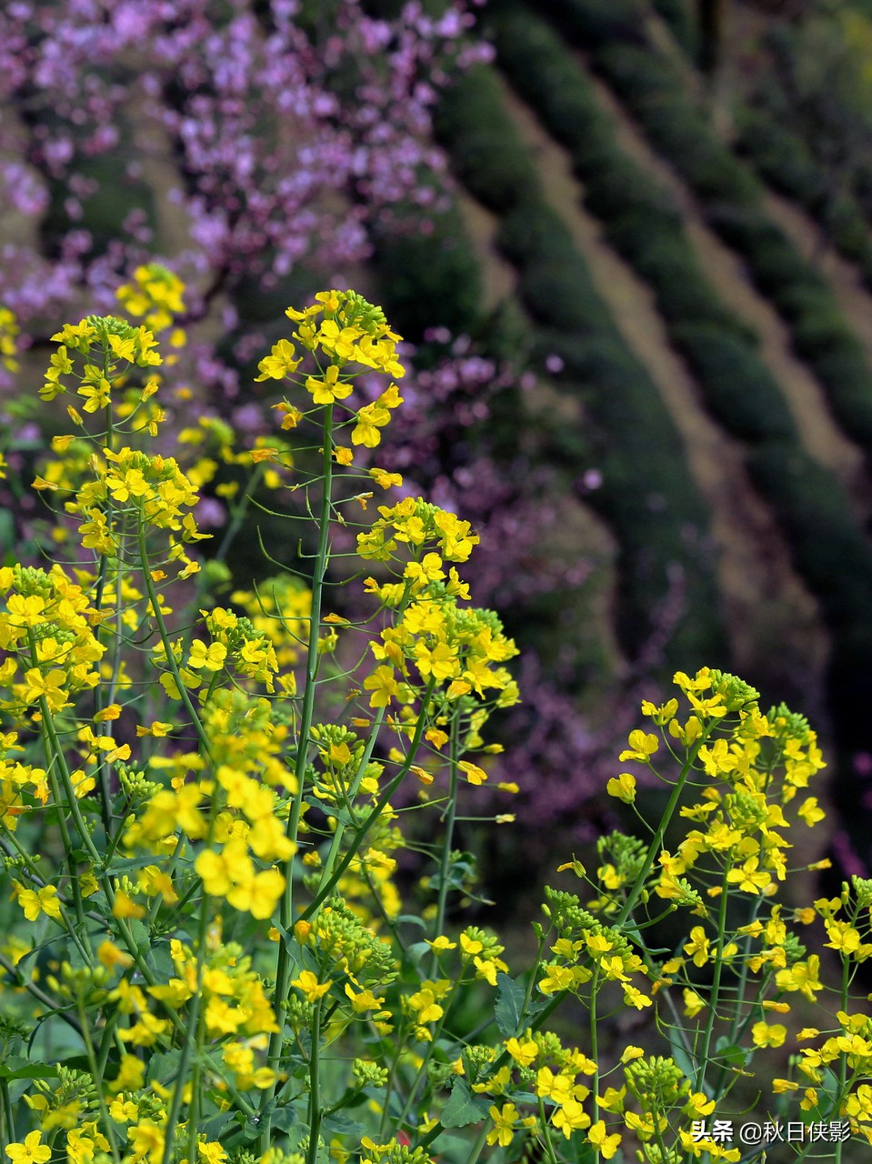 西湖的春天是旅行最美好的季节,走进西湖春天美景