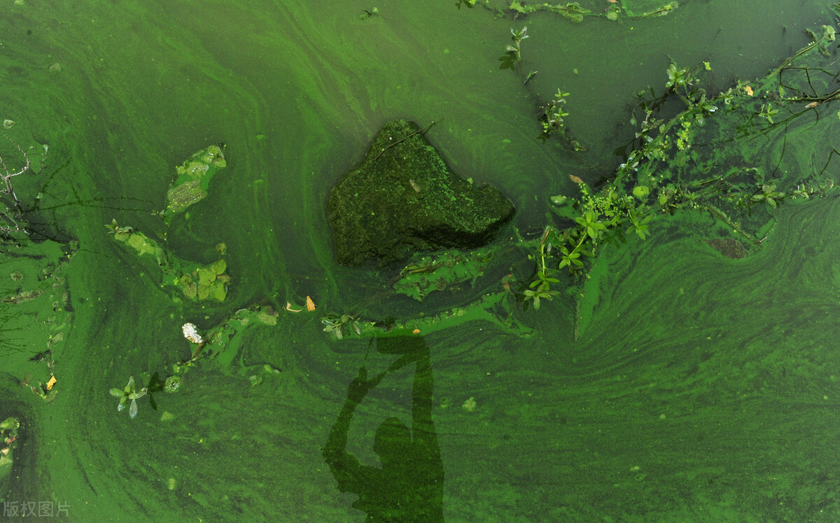 夏季高温如何预防水体蓝藻泛滥,如何治理水中蓝藻