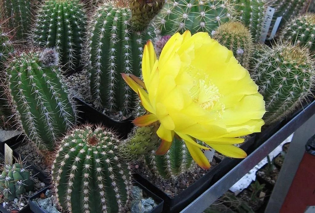 200种·仙人球开花图鉴，大开眼界，美到爆