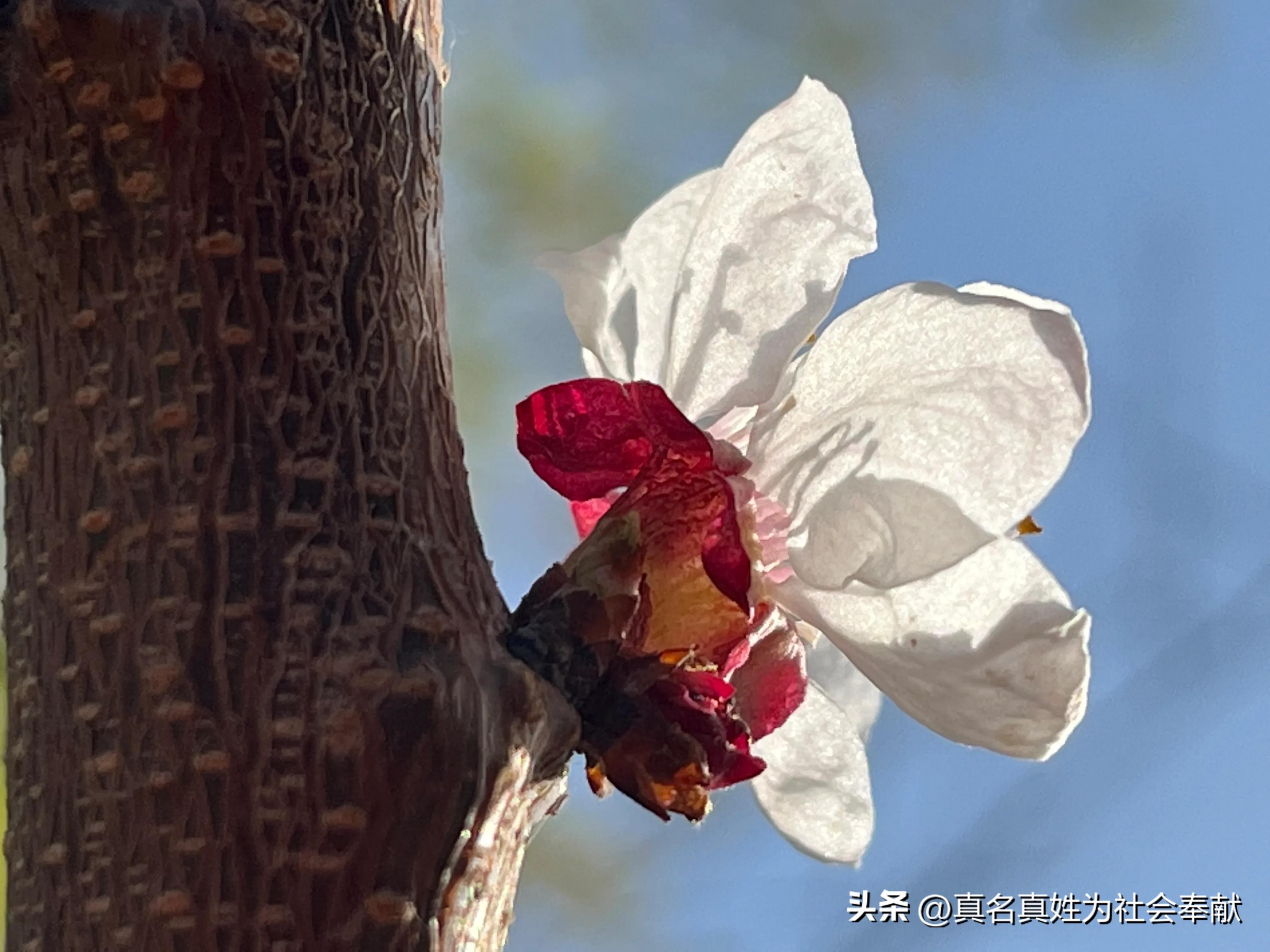 在某网店花了0.1元买了一盆花，还包邮，商家是如何赚钱的？