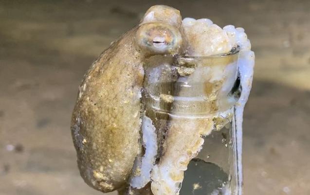 高智商章鱼：幸亏产卵后“自杀”，不然大概率会成为“海洋霸主”