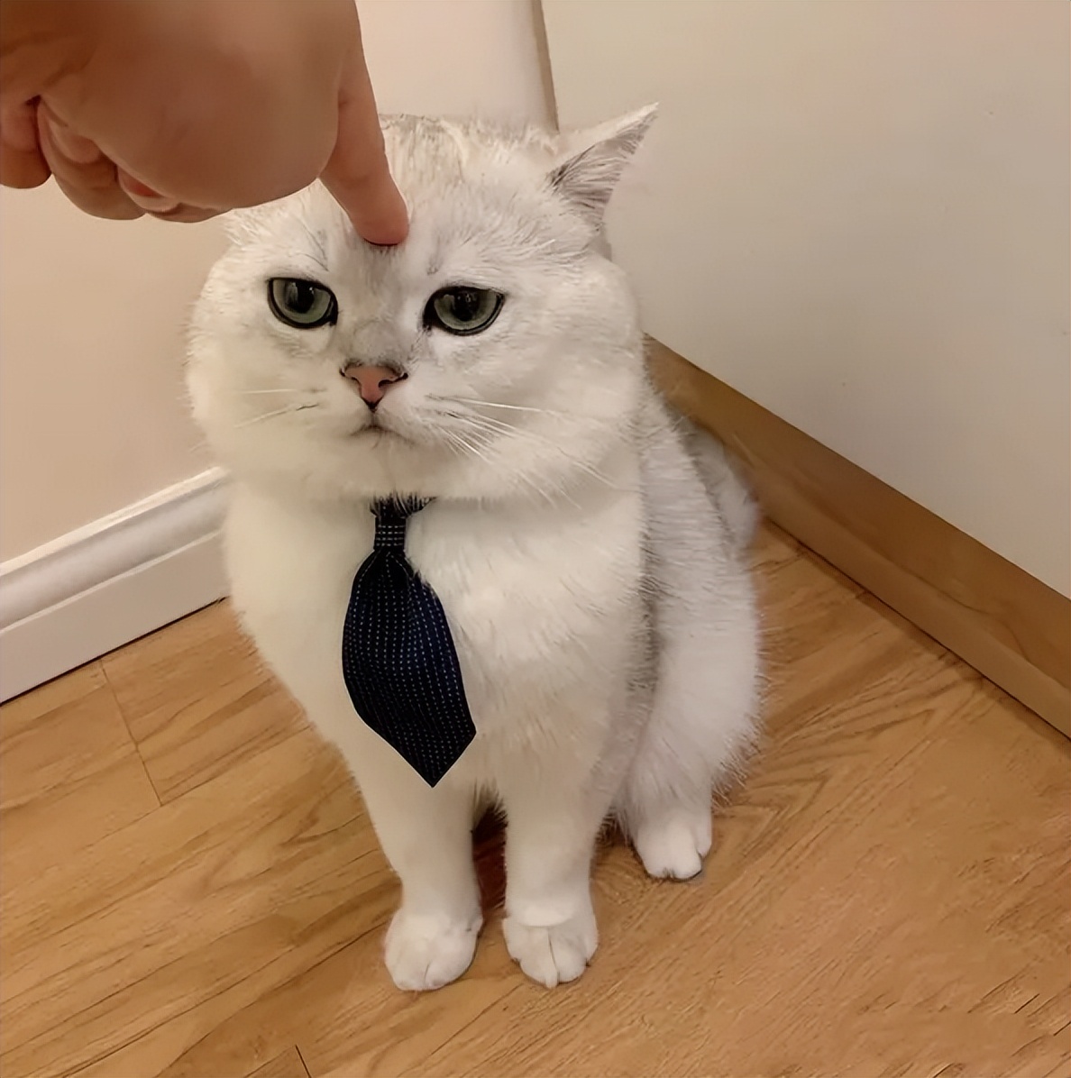 猫会跟着有灵性的人,猫是有灵性的好可爱的猫