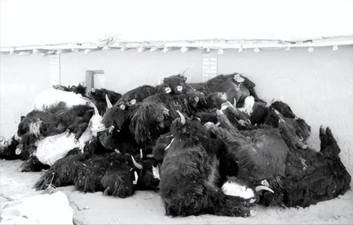 硕士回村做养殖一年净赚10万元,养山羊一年赚40万