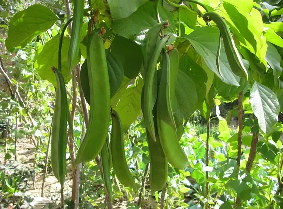 豆角毒性最大的种类,豆角的两个尖端据说有毒是真的吗