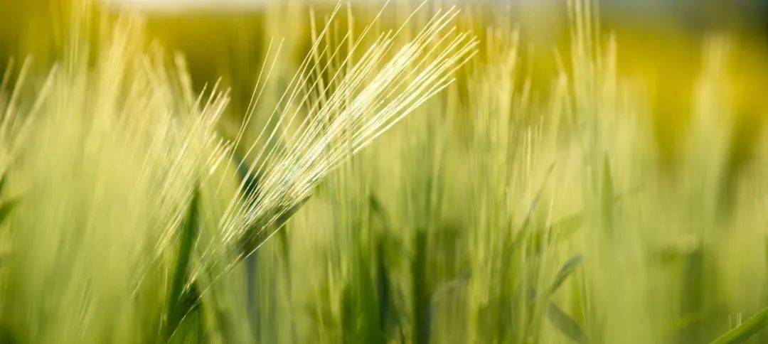 二十四节气之芒种风吹麦浪,二十四节气之芒种风吹麦浪夏渐深