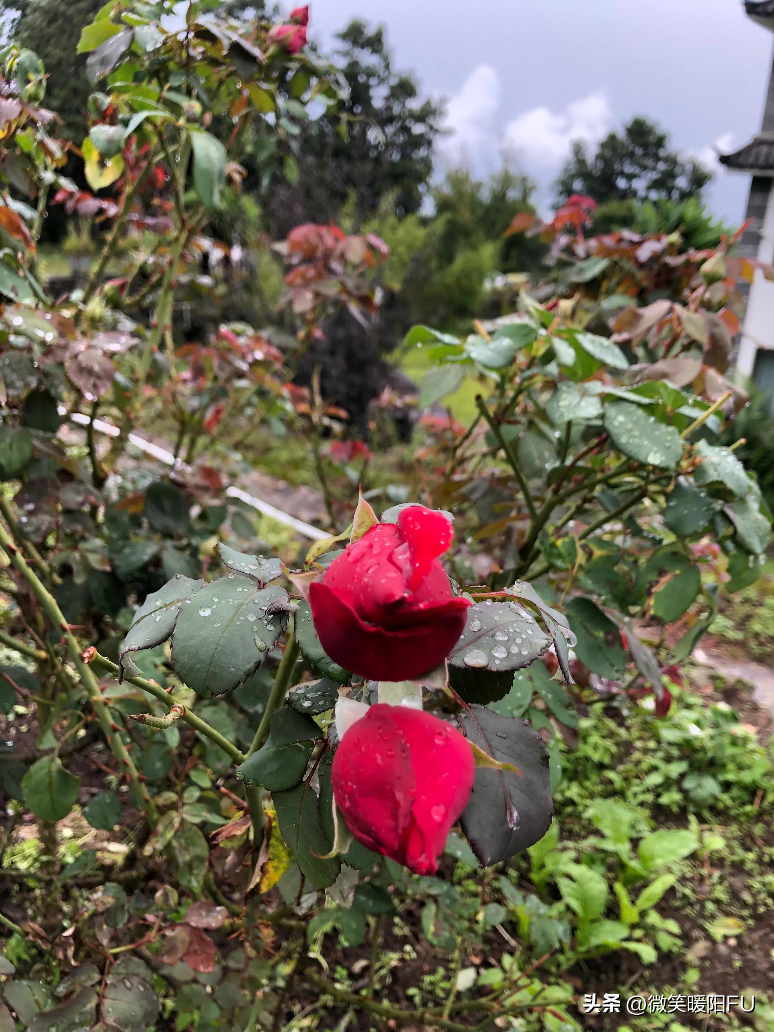 品尝墨红玫瑰,娇艳动人免费阅读