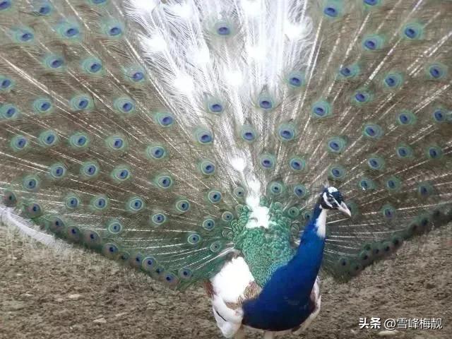 疫情之下的生活状态和感悟,疫情之下对生命及生活的感悟