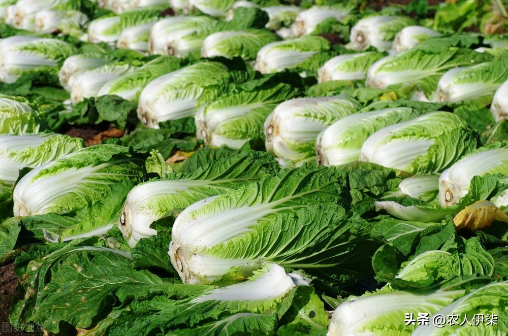 白菜发苦何因,白菜馅的水饺白菜为啥发苦