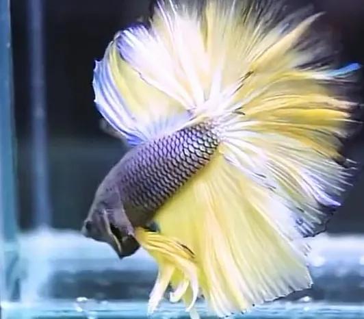 泰国斗鱼饲养注意事项和禁忌,养泰国斗鱼注意事项及禁忌