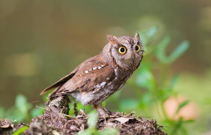 湖南村民家中怪事之谜,湖南农户发生怪事一到半夜门响