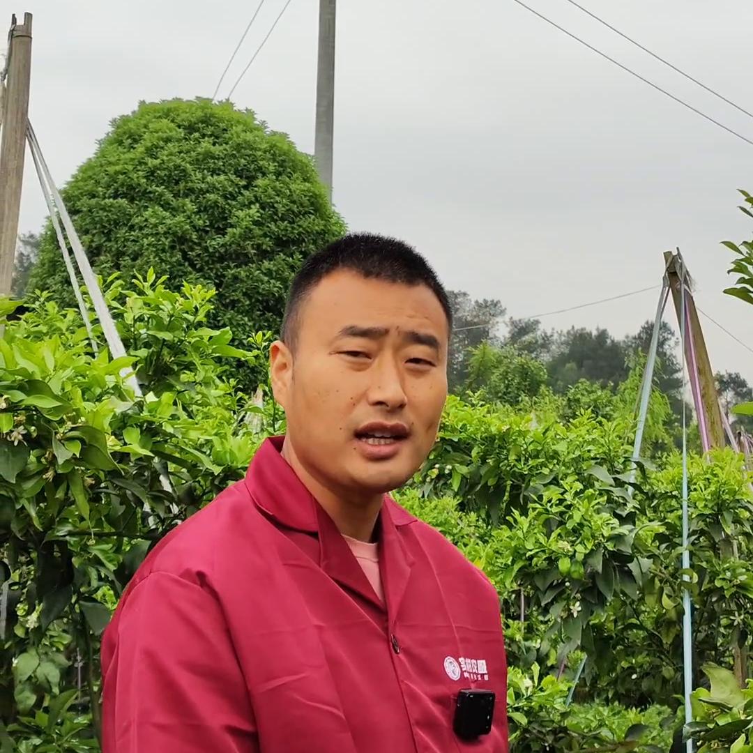 #爱媛萎缩病#爱媛的猫耳朵叶子该怎么解决