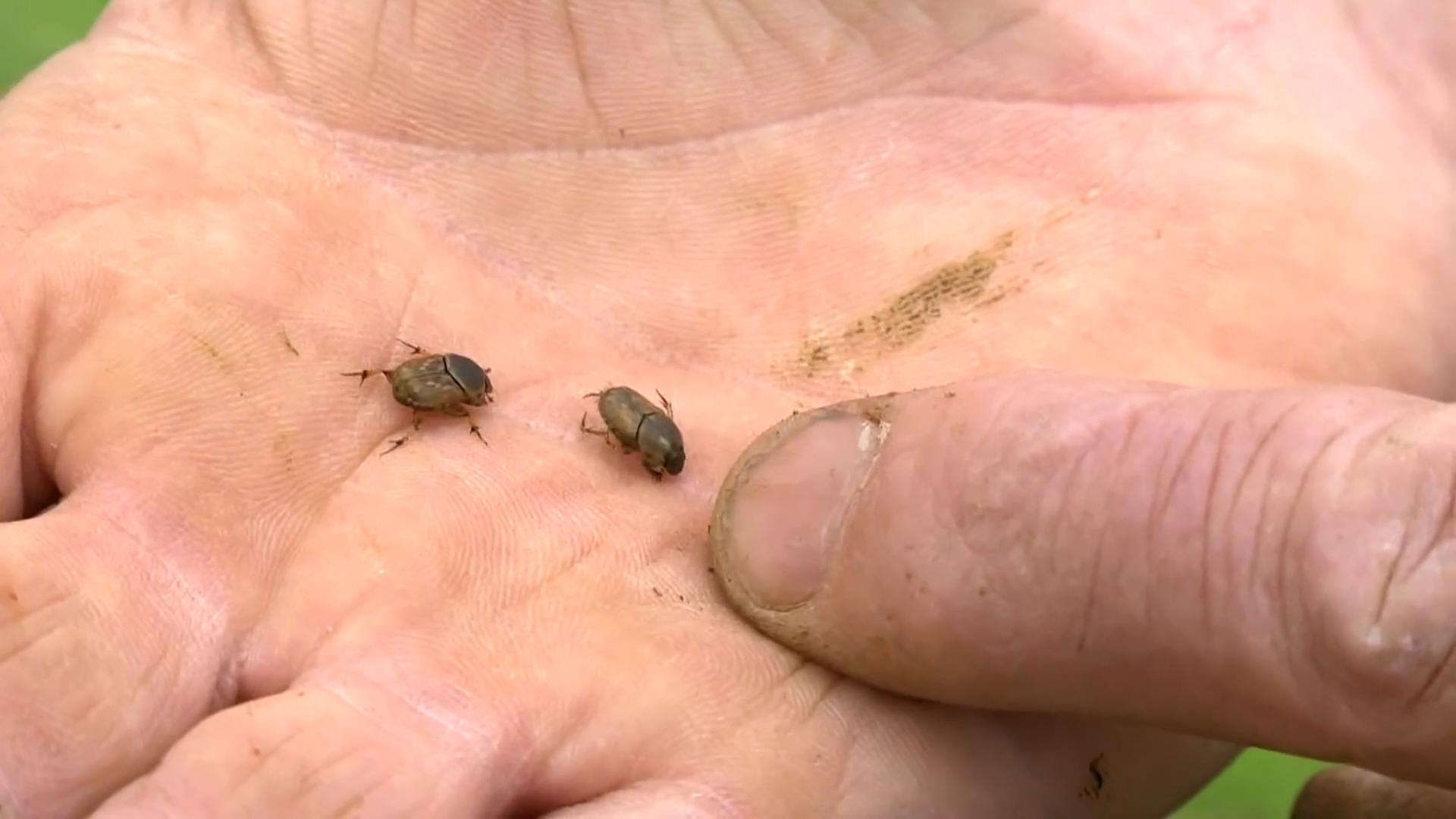 澳洲为什么进口屎壳郎,外国大量收购屎壳郎