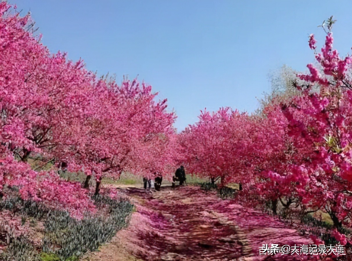 大连英歌石植物园几月最美,大连英歌石植物园景区全景图