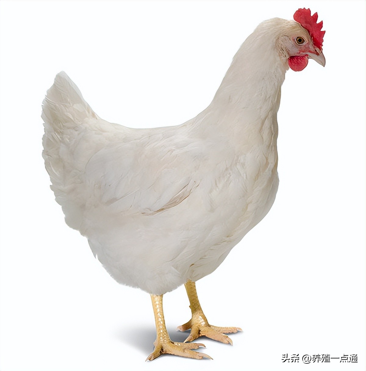 粉壳蛋鸡最大蛋品种,罗曼粉壳蛋鸡