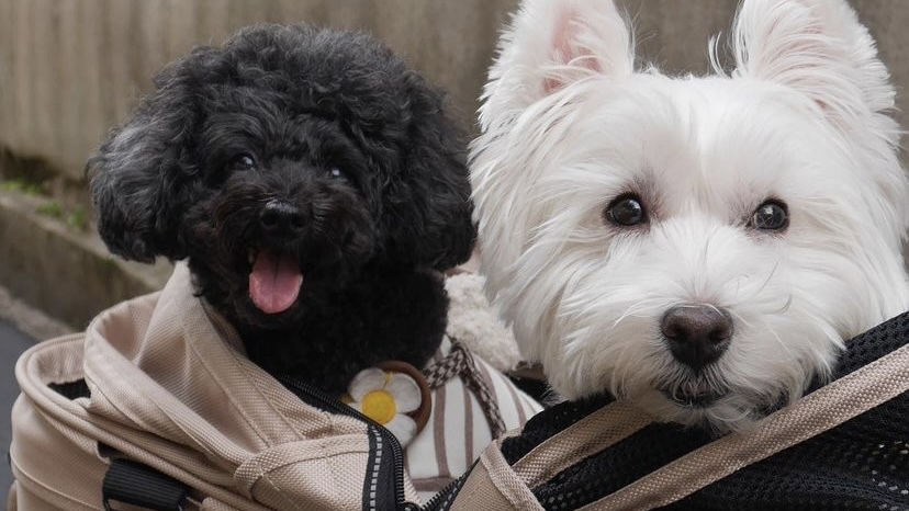 狗狗身上突然有个洞是怎么回事,狗身上有一个小洞怎么回事