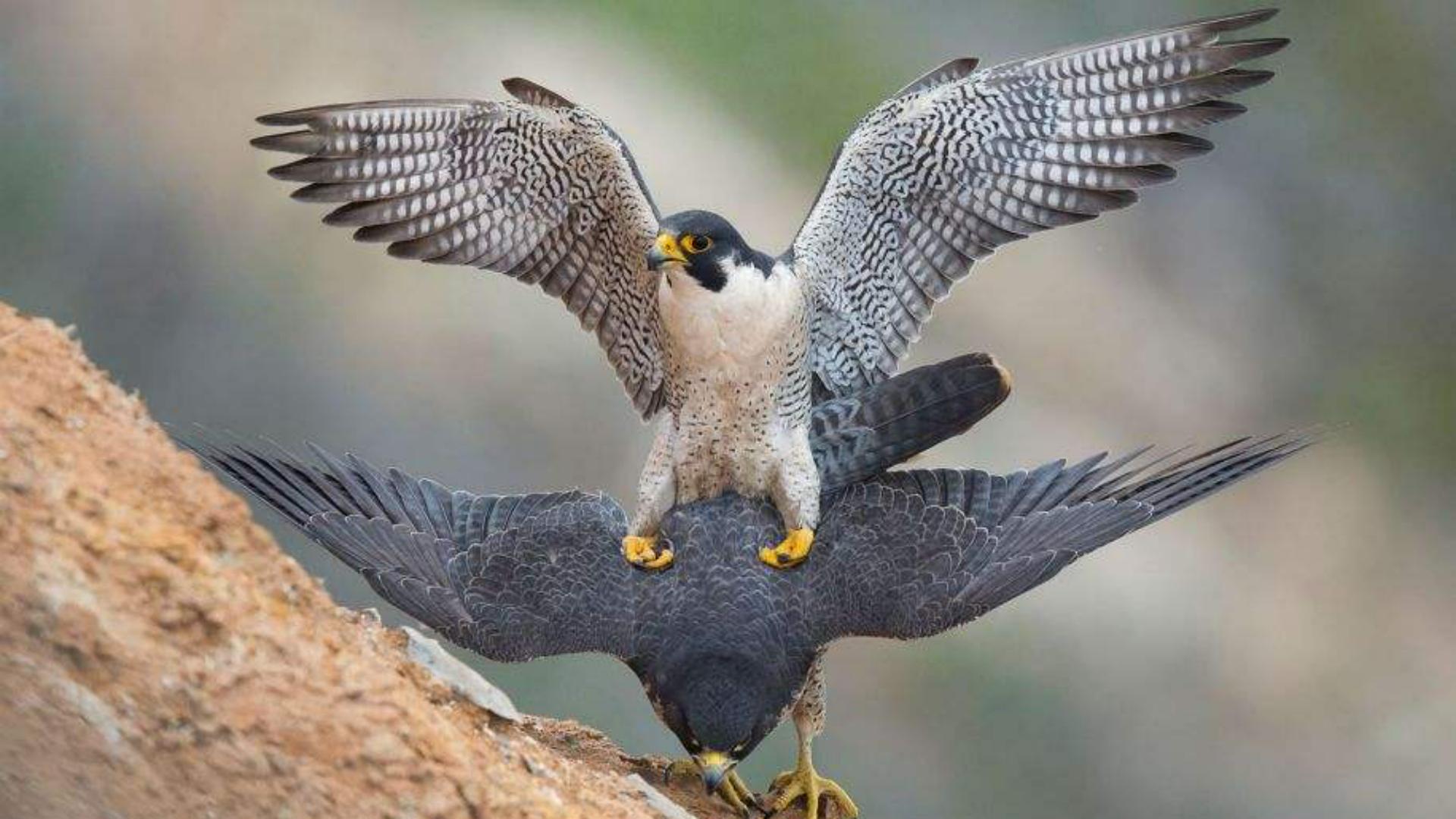 凶猛的空中猎手—游隼，鸟中的战斗机是怎样炼成的？