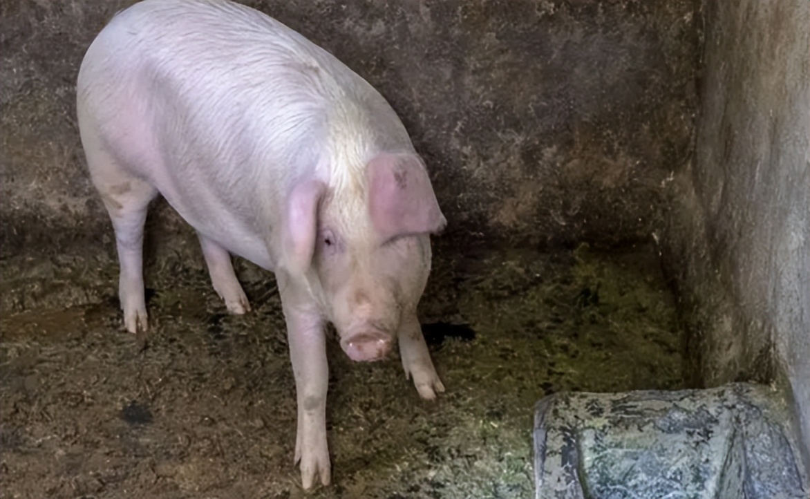 丹麦养猪为什么厉害,为什么丹麦是养猪大国之一