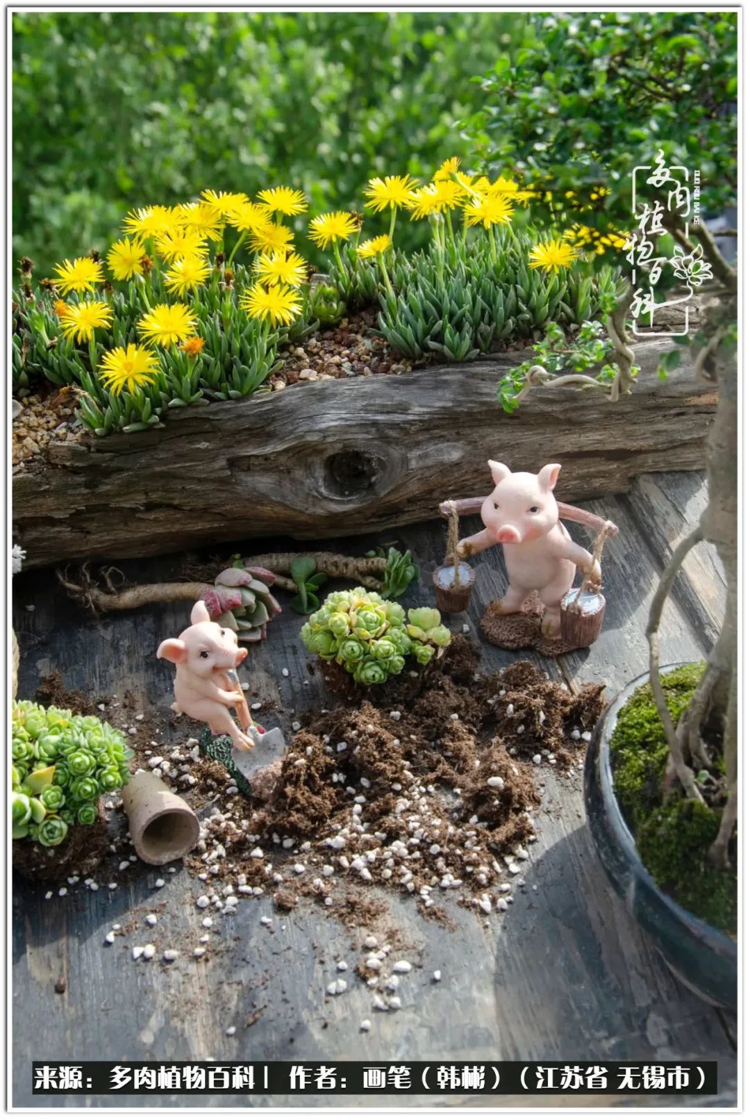 盆景多肉常遇到的问题,多肉盆景无穷小