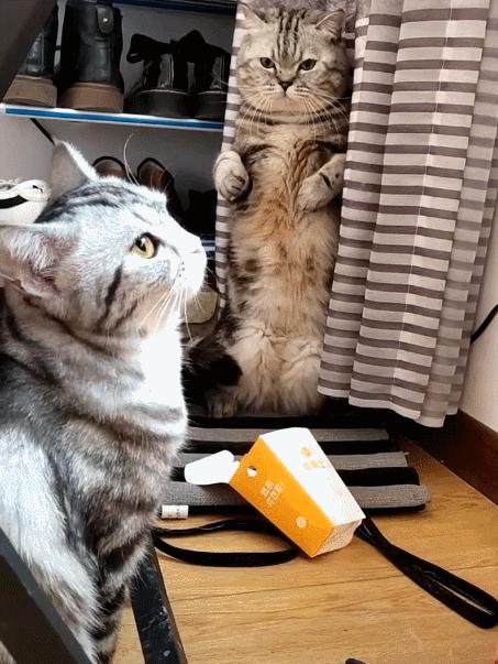 猫咪寿命吉尼斯纪录,寿命最长的猫咪品种排名