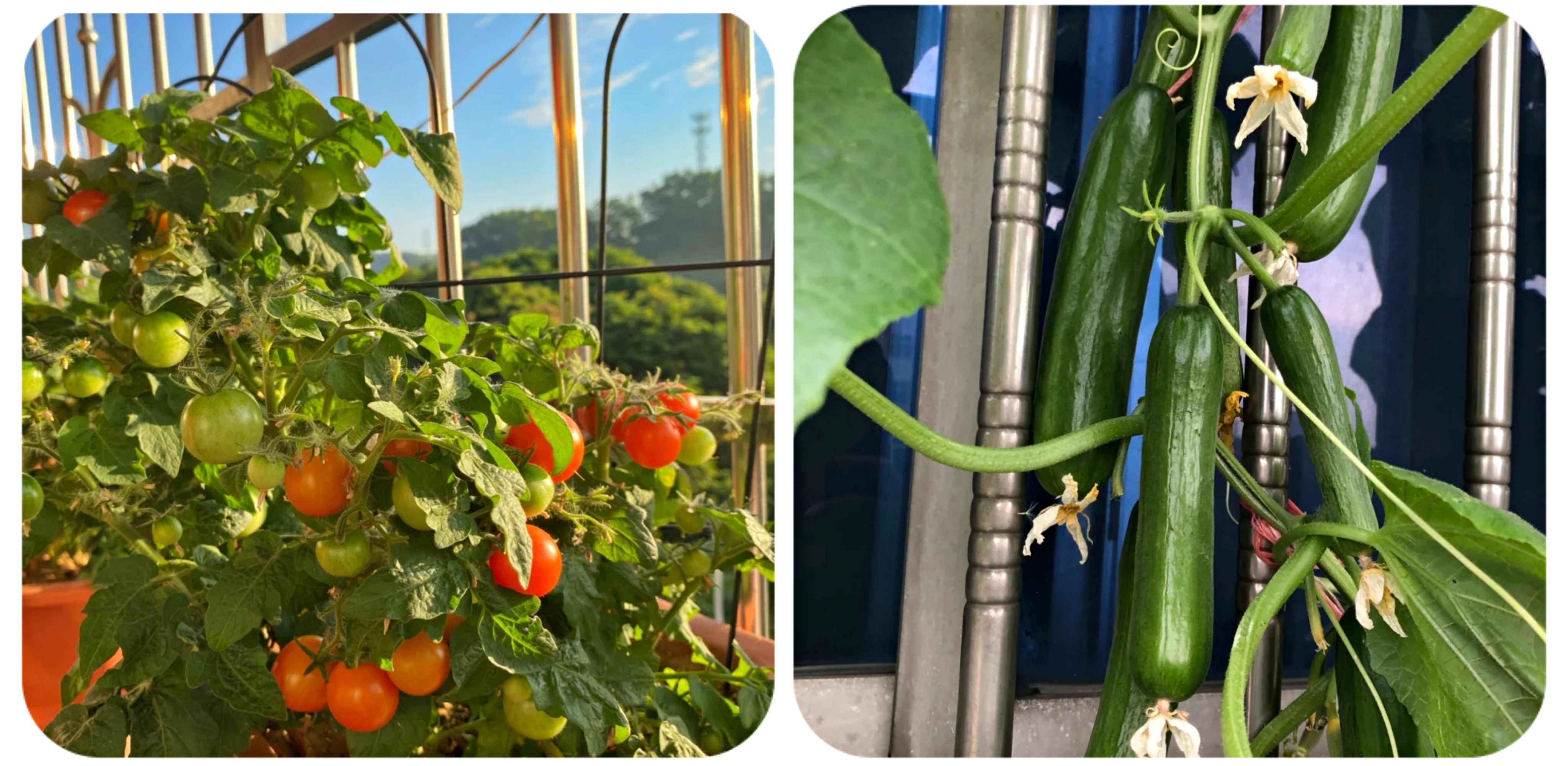 100个阳台养什么花好,100种阳台养的花草