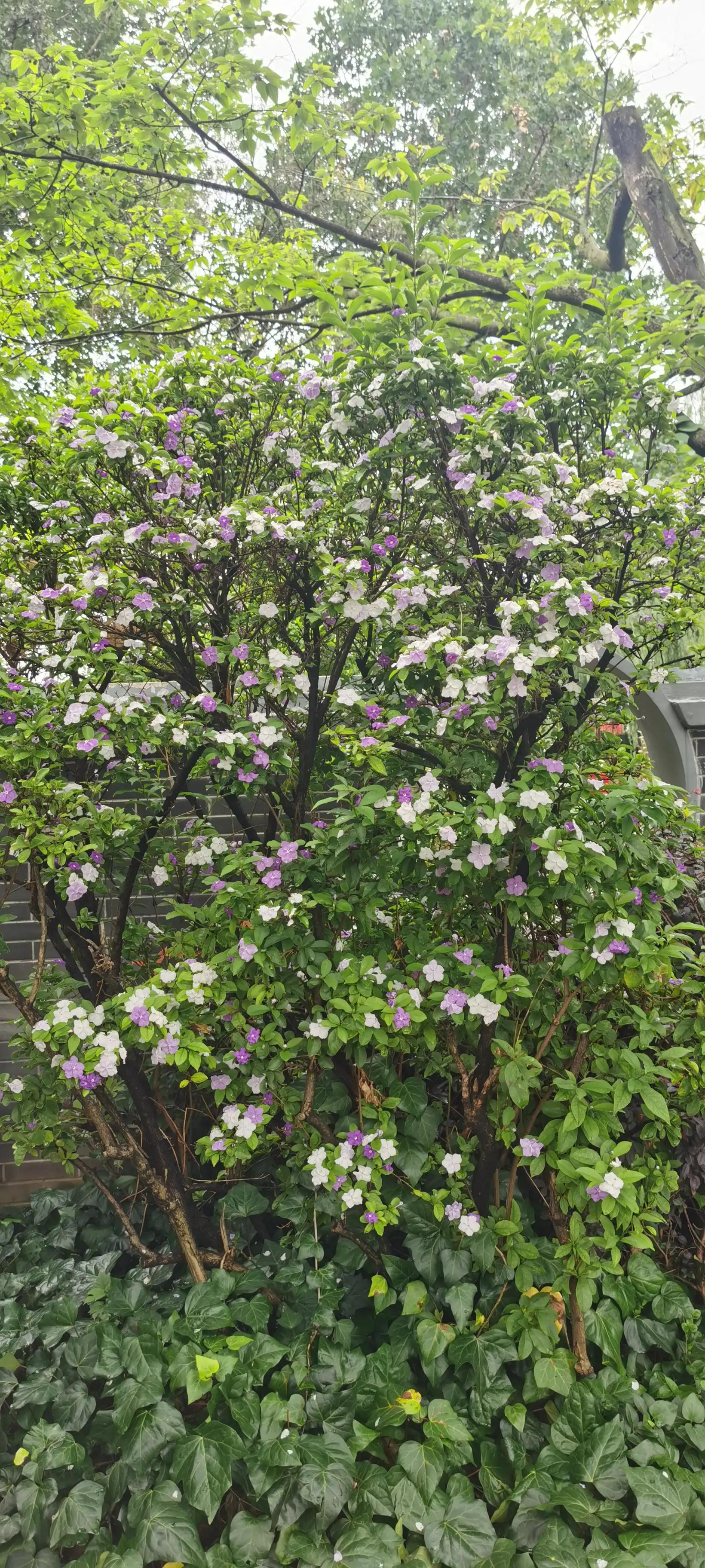 昆明翠湖，“荷”你有约