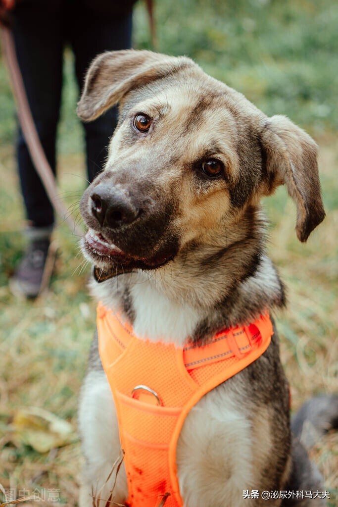 包皮过长用包皮阻复环有用吗,假性包皮戴阻复环有效吗