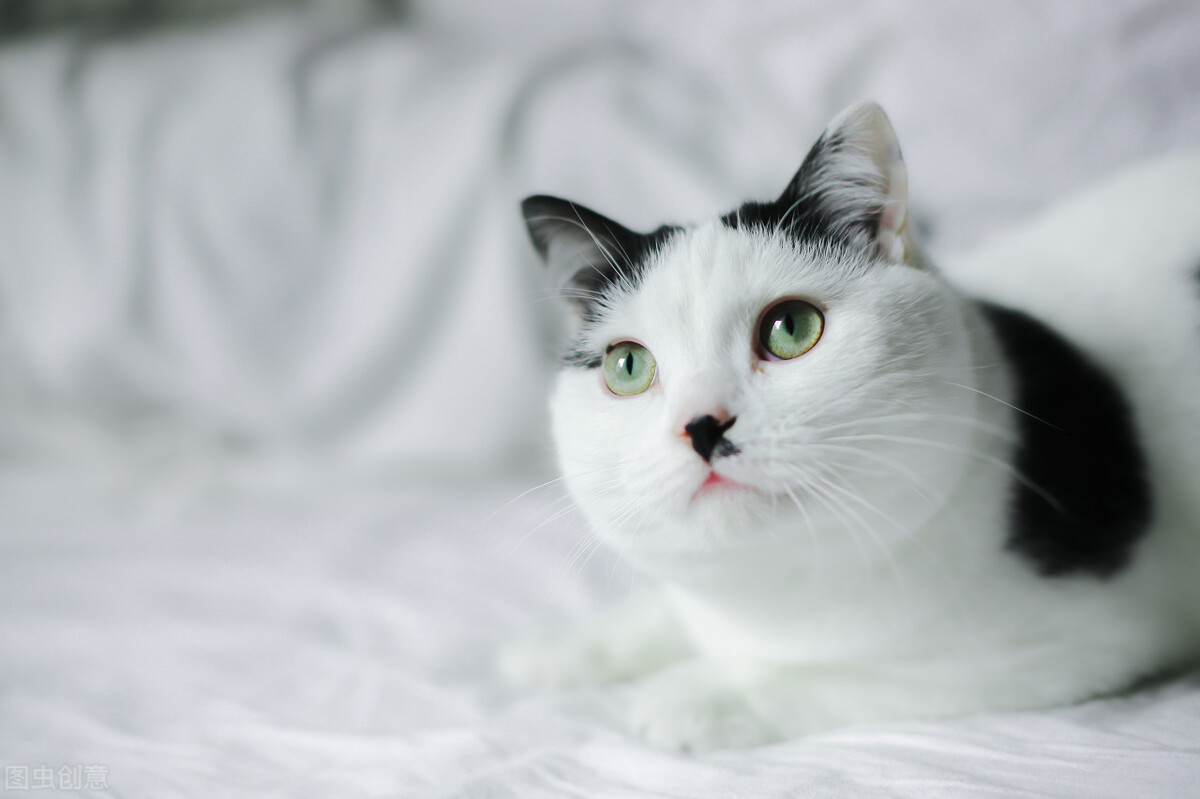 猫尾巴受伤了有什么表现,猫尾巴受伤肌肉黑紫