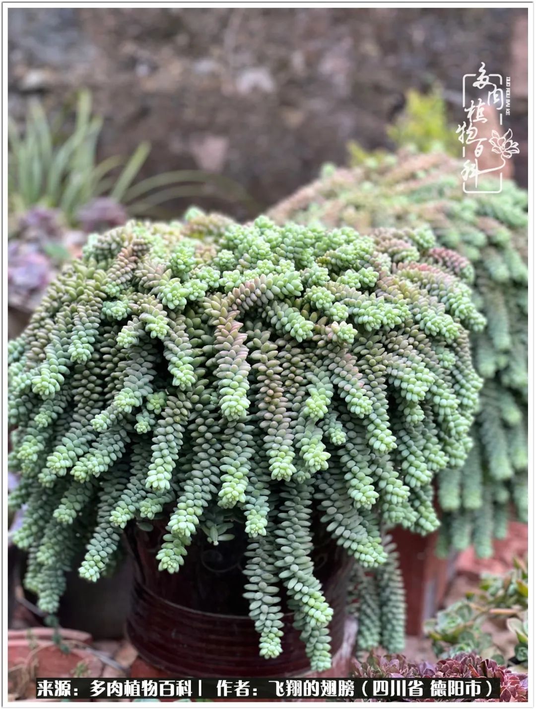 多肉的正确养殖方法冬天怎么养活,多肉怎么养活而且长得快且好看