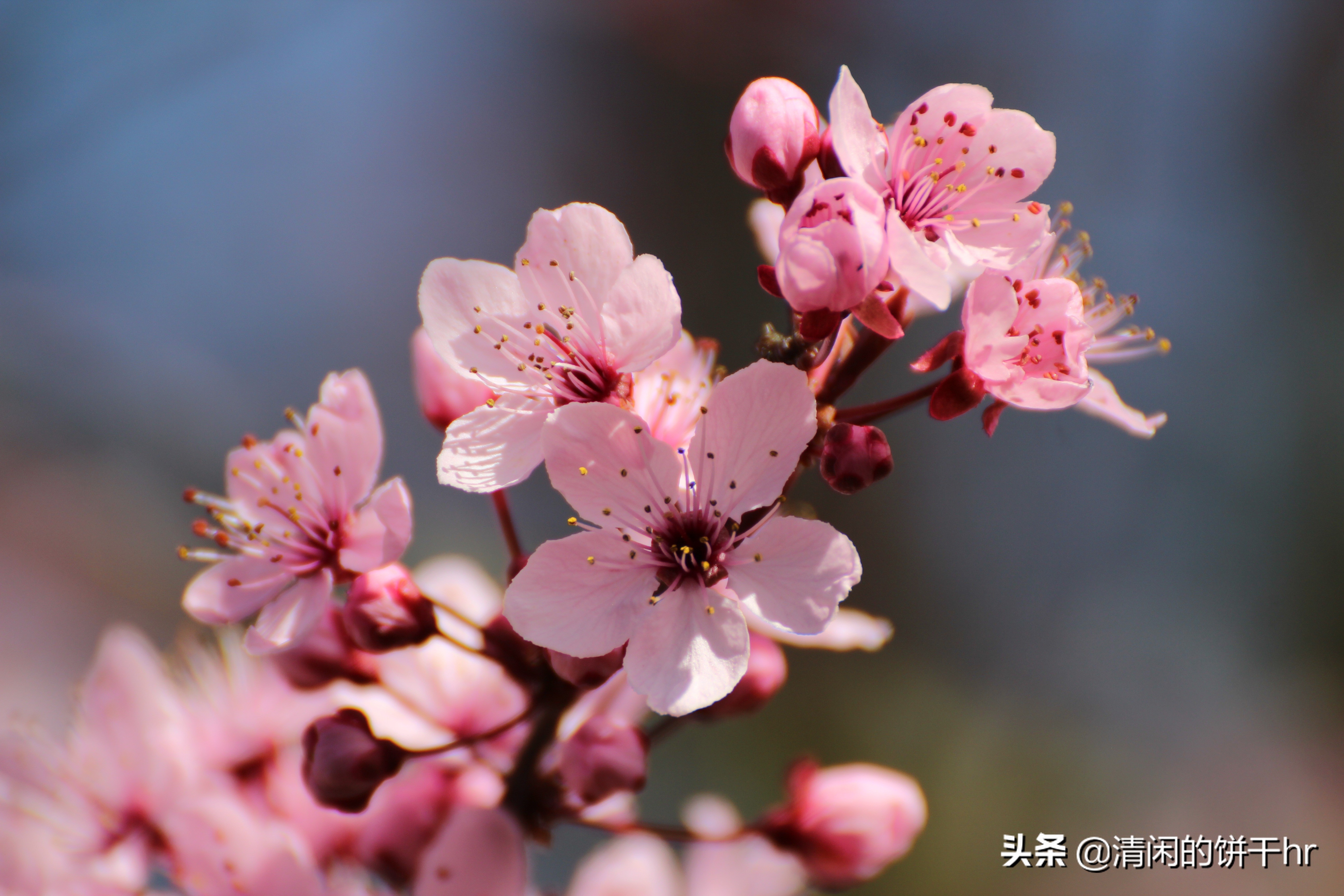 淡雅书香梅花唯美图片,淡雅梅花花卉图片