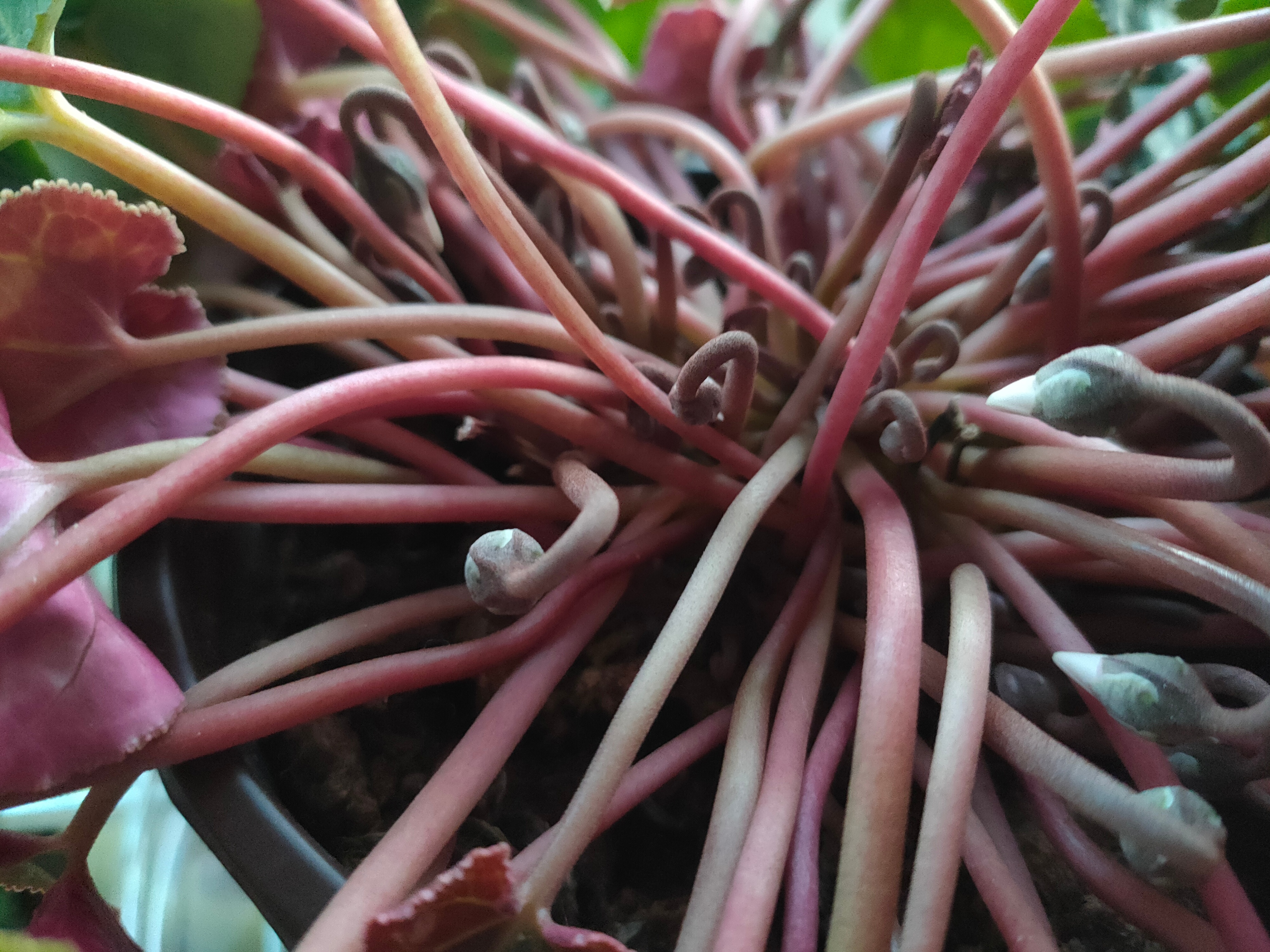 养花有5大忌看看你犯了几条,养花浇水的三大禁忌是什么