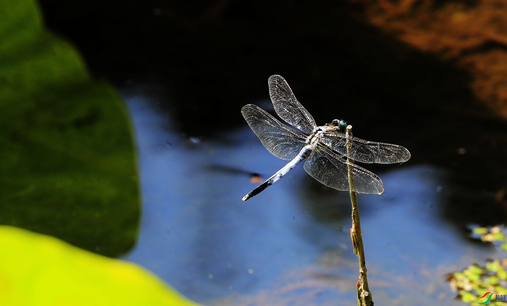 蜻蜓为什么能活过四次大灭绝,为什么现在很少见成群的蜻蜓