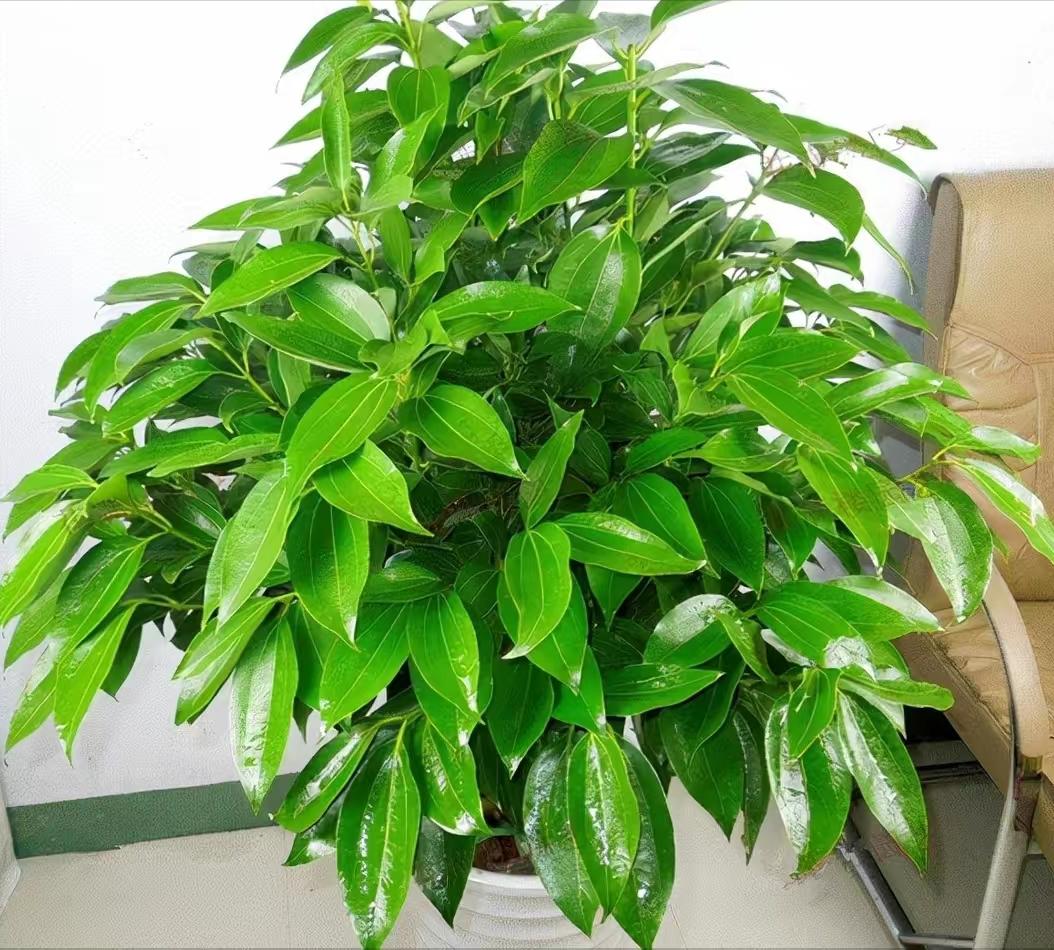 客厅大花盆栽树,100种家庭客厅盆栽树
