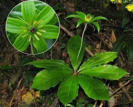 七叶一枝花神农四宝,神农七叶一枝花