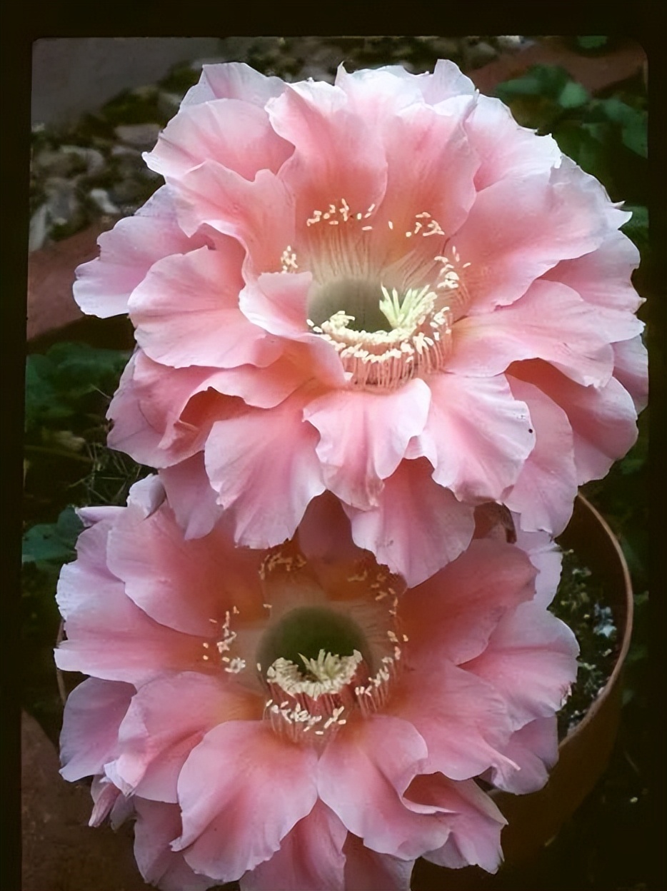 200种·仙人球开花图鉴，大开眼界，美到爆