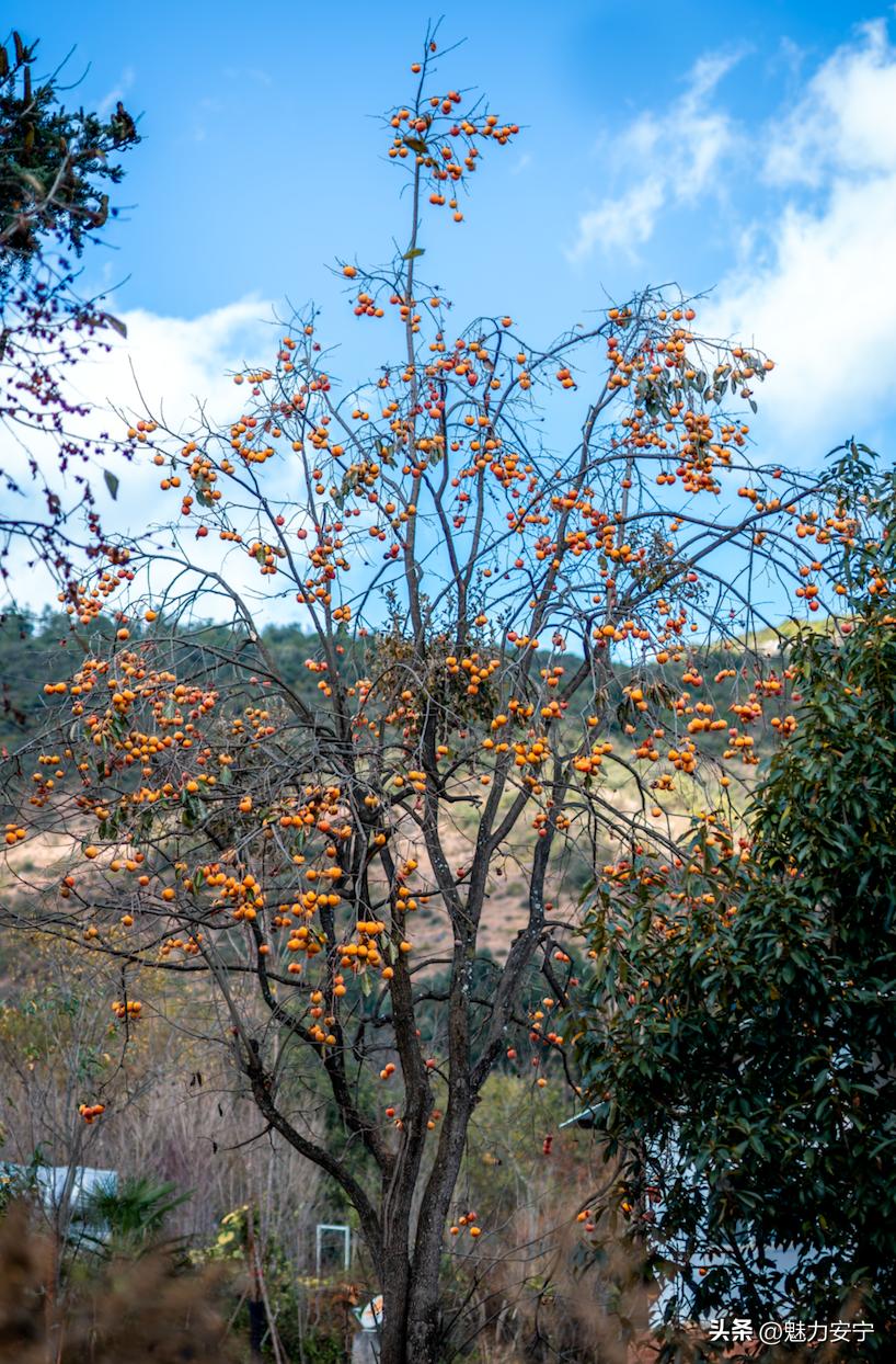 您有一份来自温泉的“柿柿如意”，请注意查收！