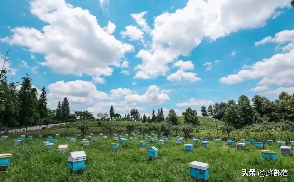 如何提高蜜蜂采蜜积极性,蜜蜂养殖技术全部视频播放