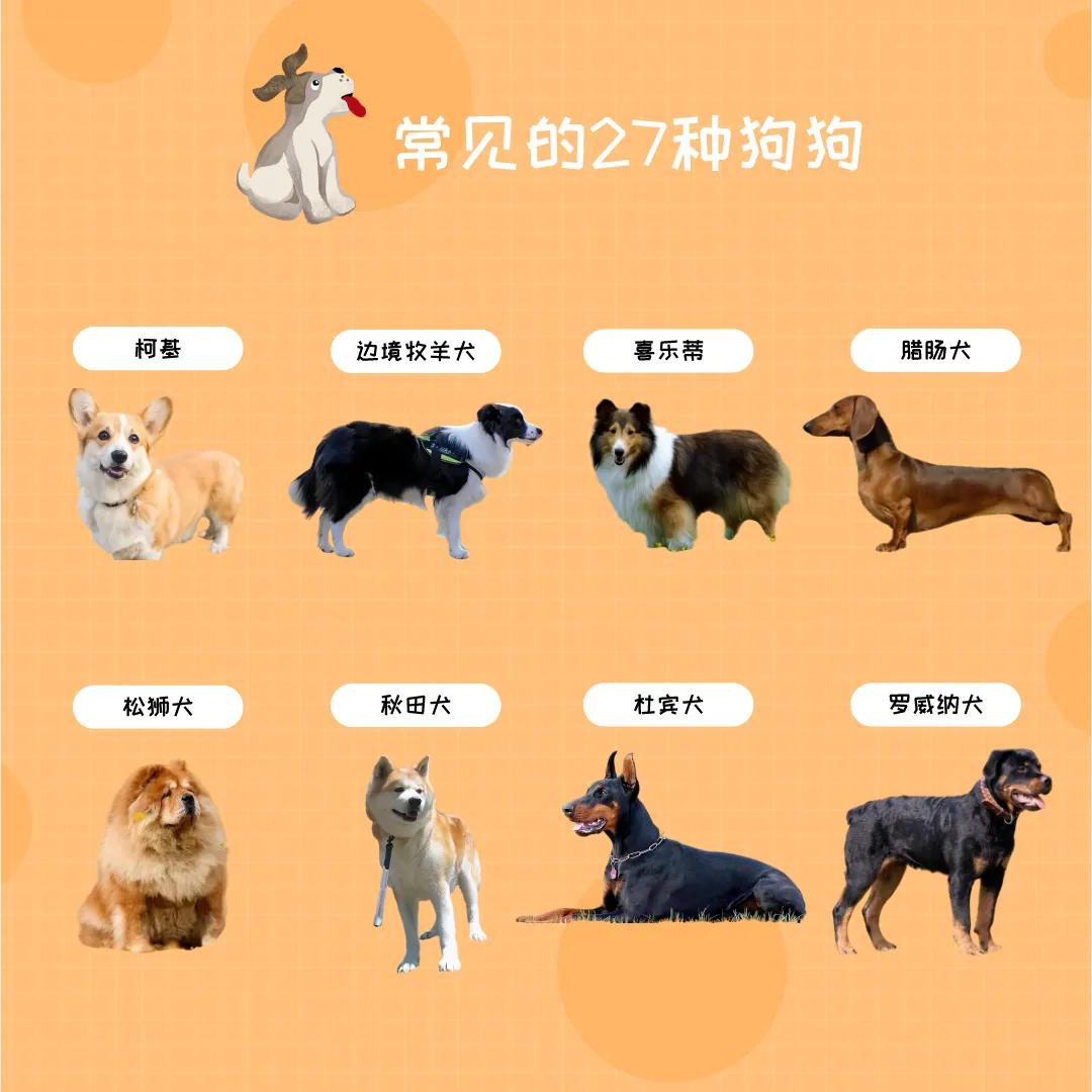 狗狗有哪些品种比较好看,十大最好养的狗狗是什么品种