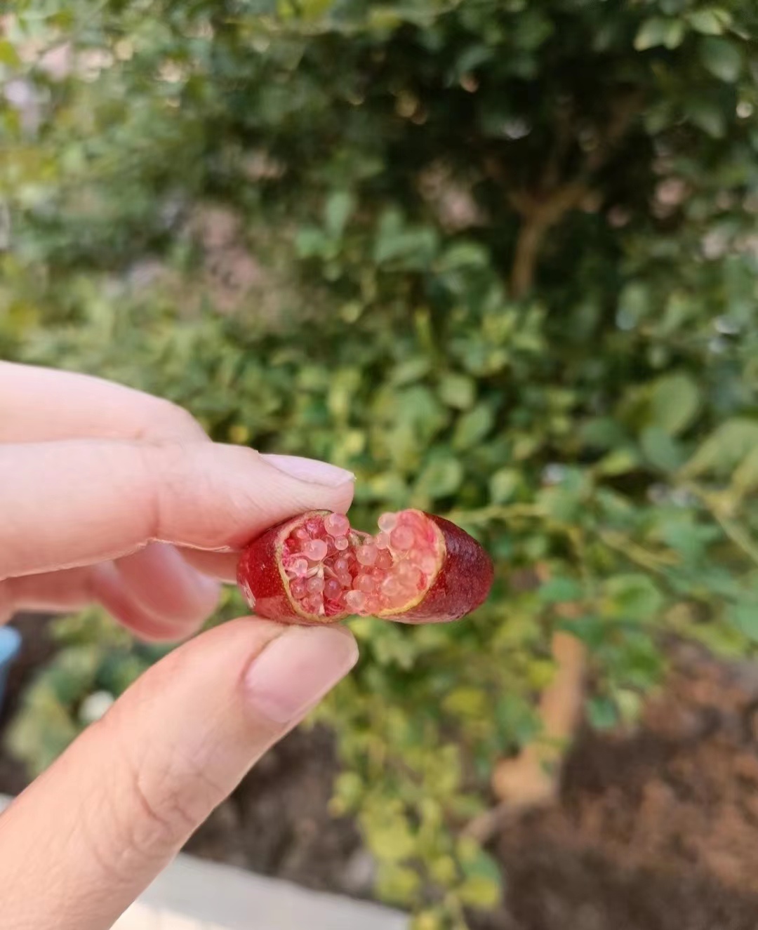 带你尝遍各种高端水果,中国最喜欢吃的高端水果