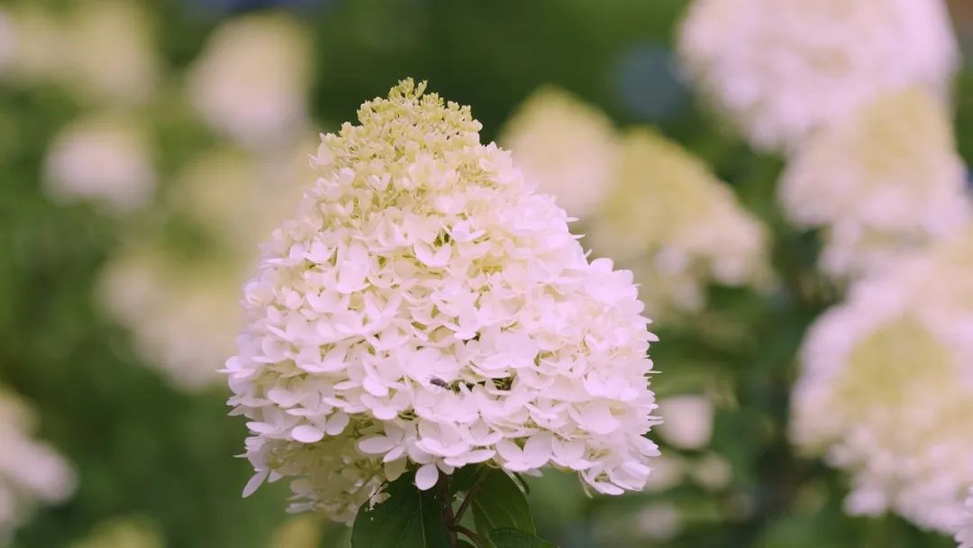 云花大结局云花和谁在一起了,斗南云花