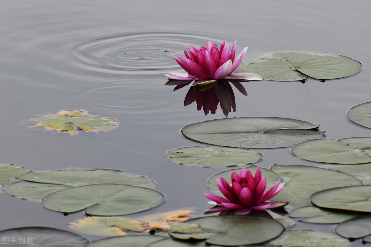 农历十二月中各月的代表花,十二个时辰对应的花