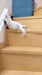 两只猫打架喵星人殊死搏斗满嘴毛,两只猫打架互拔胡子