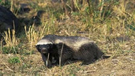 蜜獾不大但敢与狮子鬣狗抗衡,蜜獾的撕咬能力和防御能力