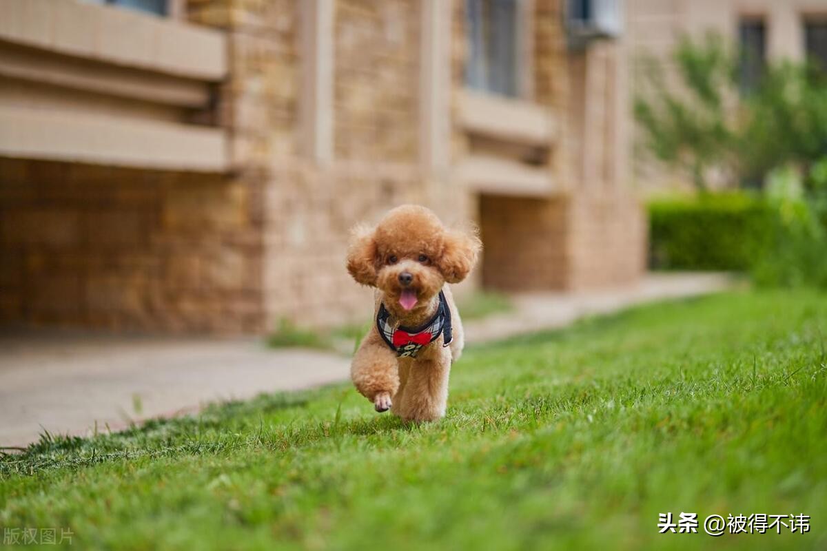 什么狗最好看最便宜最好养,世界上最强的十种狗