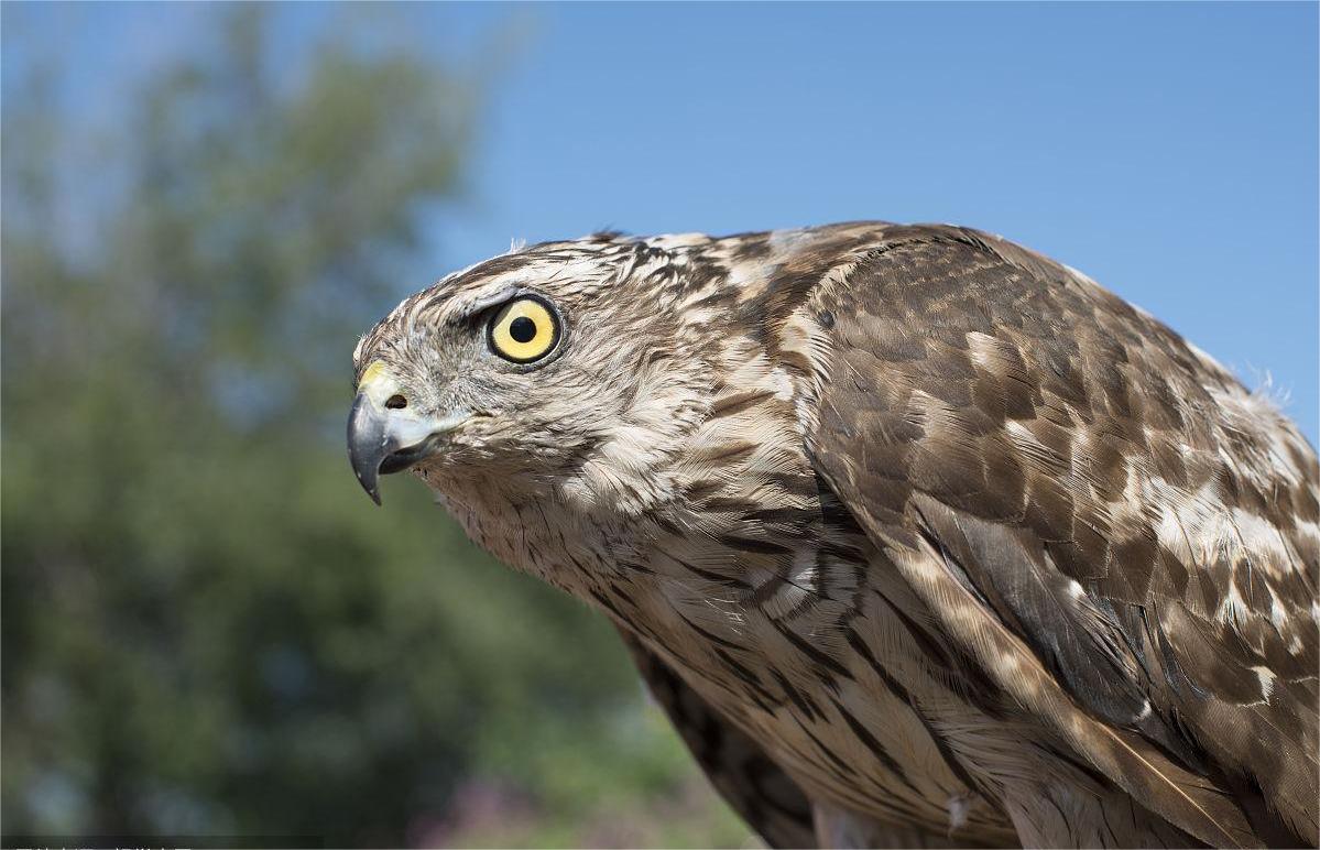 大学生掏16只鸟被判10年出狱,大学生掏鸟案当事人27日出狱