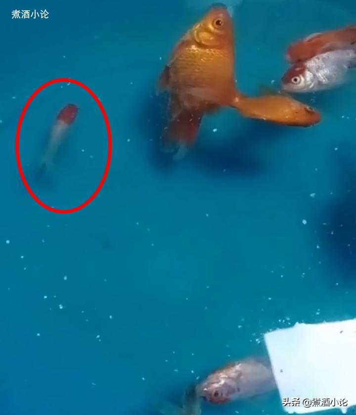 女子网购金鱼冻住了后续,网购的金鱼冻了能活过来吗